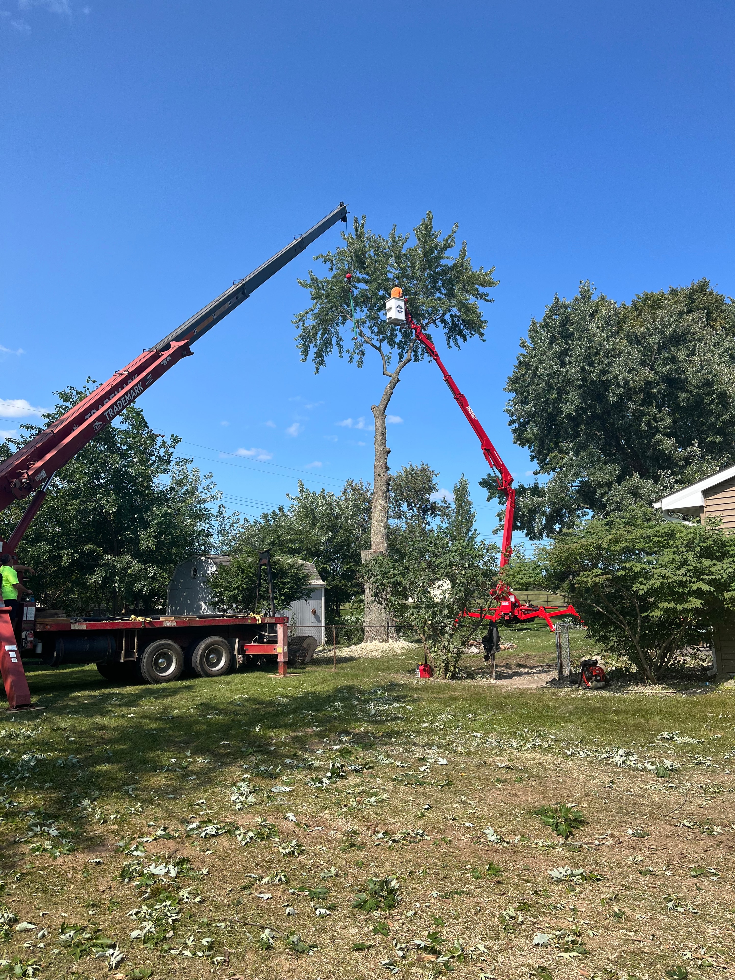 Tree Trimming